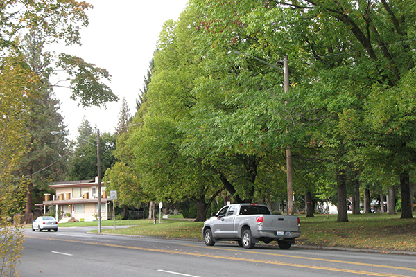 Street trees pruned high to provide clearance for tall vehicles on the road.