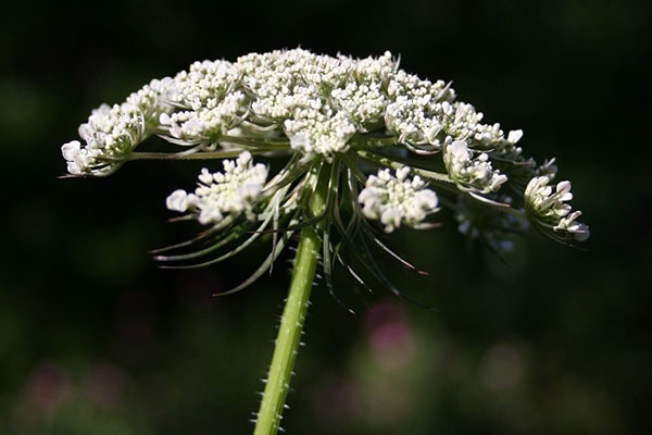 White umbels of wild carrot at tip of green stalk.