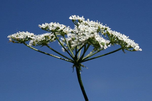 White umbels of poison hemlock at tip of green stalk.