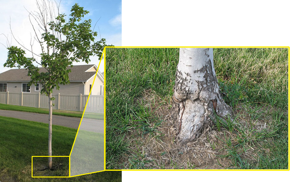 About one-third of a young red maple tree’s canopy is barren of leaves. An illustrated box shows the magnified view of the base of the tree.
Zoomed in view of the base of a young red maple tree shows that older damage was done at one point to the trunk. 