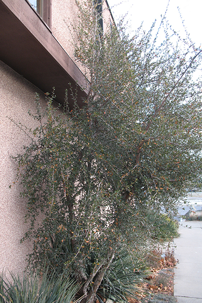 Mountain mahogany shrub growing close to a building and sidewalk, needing pruning for clearance.