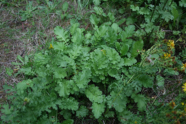 Green tansy ragwort plant.
