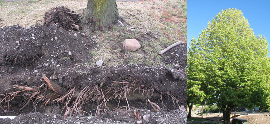 Recent trenching has exposed the many roots of a nearby tree.
A healthy, mature linden tree.