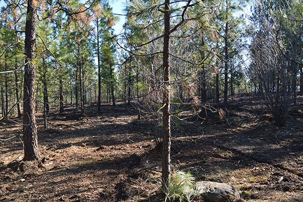 Thinned forest with widely spaced trees to reduce fire fuel.