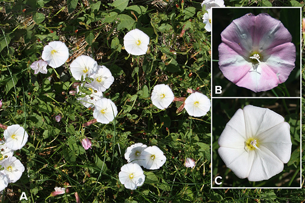 Composite image showing field bindweed plants with white and pink funnel-shaped flowers. Panel A displays multiple plants growing low to the ground among green leaves and stems. Panel B shows a close-up of a pink and white flower with a yellow center, and Panel C shows a white flower with a similar shape and yellow center.