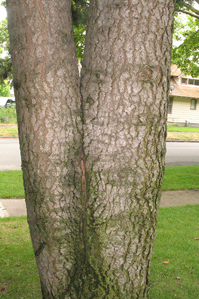 Tree with two trunks joined weakly at the base.