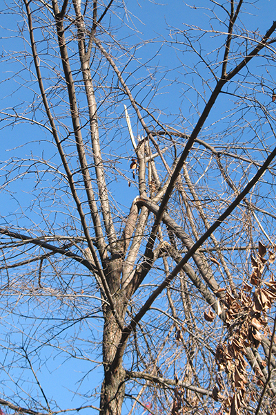 Broken branches hang down from the top of a tree.