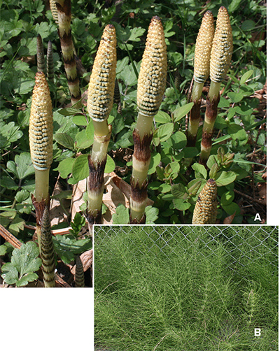 Composite image showing two growth stages of horsetail. Panel A depicts fertile, tan-brown stems with cone-shaped, spore-producing tips emerging among green foliage. Panel B shows mature, green, feathery vegetative stems growing densely along a fence line.