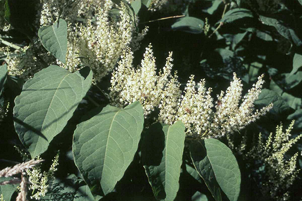 Broad, oval leaves and dense, showy, white flowered clusters of bohemian knotweed.