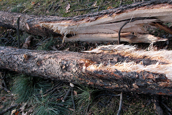 Fallen pine tree with split stems broken from wind damage.