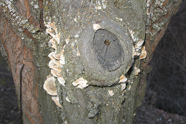 Fungal growth surrounds an older tree-pruning cut.