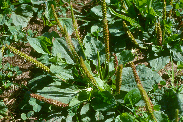Broad, prostrate leaves of broadleaf plantain with vertical seed stalks protruding from center of plant.