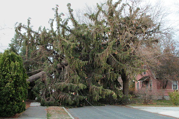 A large evergreen tree tipped over across powerlines and a residential road.