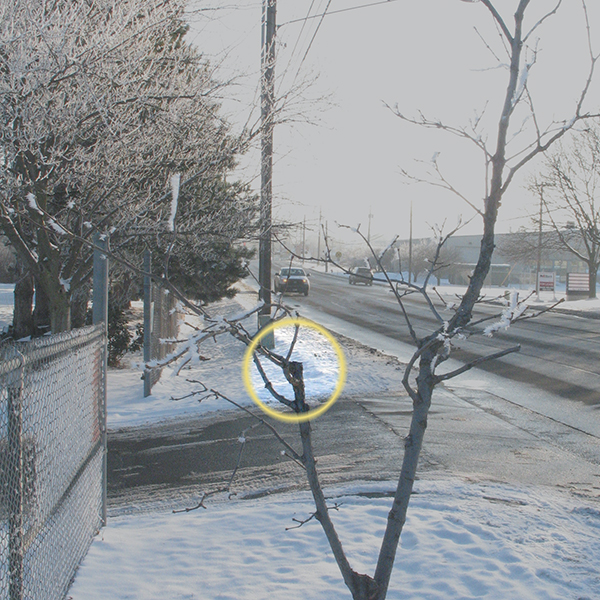 Young street tree pruned to reduce one of two stems, marked with a yellow circle.