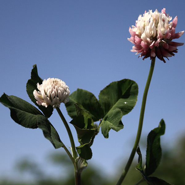 Close-up of two clover flowers with white and pink rounded blooms and green trifoliate leaves, set against a clear blue sky. One flower is fully open, while the other is partially closed.
