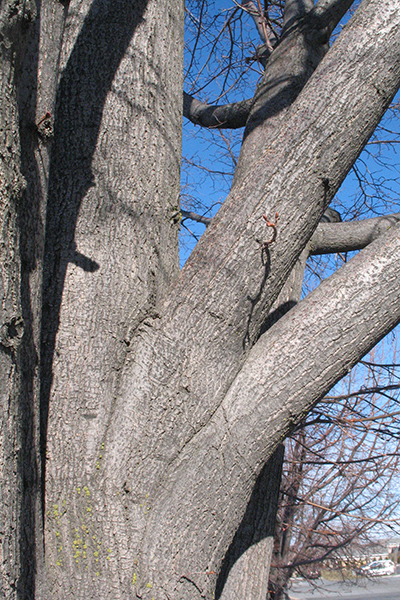 Tree with multiple large branches growing close together, forming weak attachments.