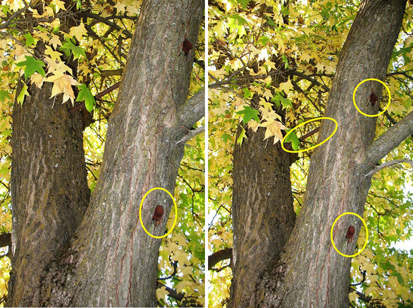 A metal brace in a photo is circled, showing where it supports two codominant trunks of a mature tree.
Three metal braces have been circled to show where these supports to codominant trunks of a mature American sweetgum tree were placed.
