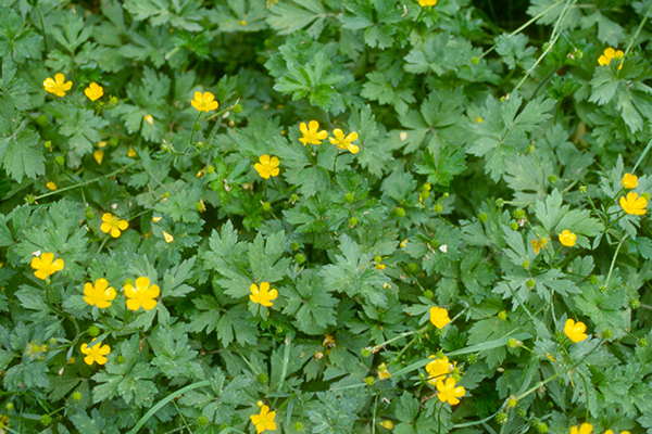 Close-up of creeping buttercup (Ranunculus repens) plants with clusters of small, bright yellow flowers and glossy, deeply lobed green leaves covering the ground.