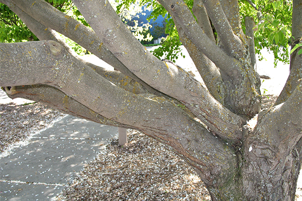 Crabapple tree with several large branches crowded together around the trunk.