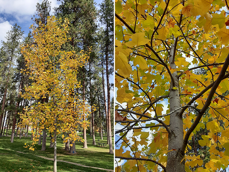 Two photos of a young tulip-poplar tree with yellow fall leaves, showing good branch spacing and structure.