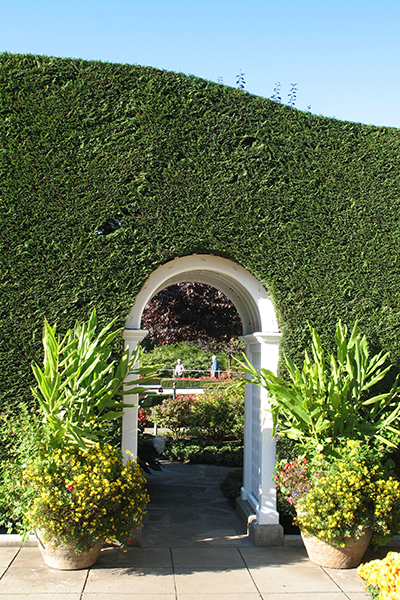 Tall, neatly trimmed hedge with an arched doorway leading to a formal garden.