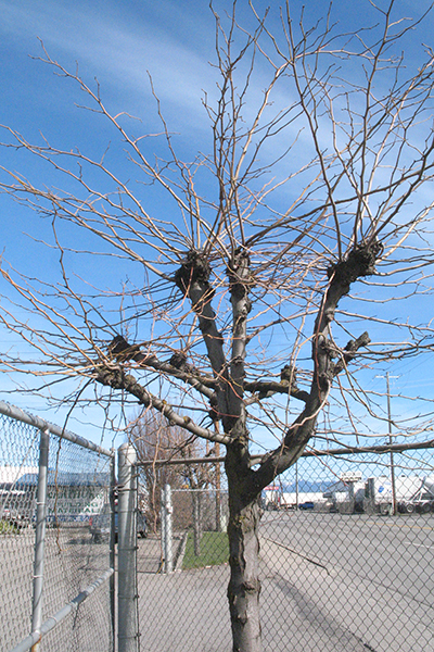 Pollarded tree with new shoots trimmed back to thick scaffold branches.