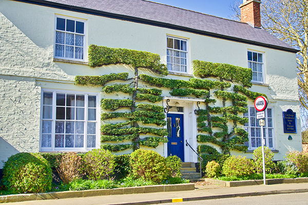 Espaliered trees pruned flat against the front wall of a house.