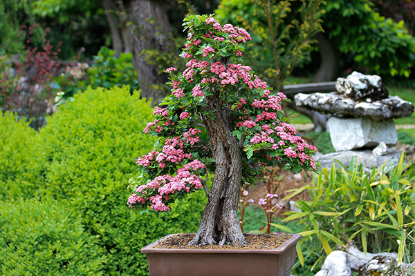 Flowering bonsai tree in a rectangular pot. 