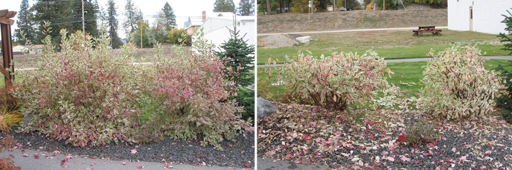 Before and after photos showing size reduction pruning on variegated red-twig dogwood shrubs.