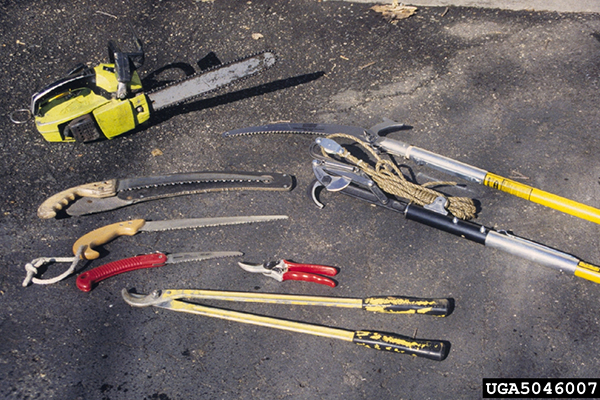 Assorted pruning tools including saws, pruners, loppers, and a chainsaw arranged on the ground.