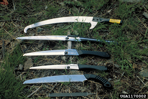 Several pruning saws of different sizes and styles laid out on grass.