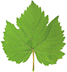 Green grape leaf isolated on white background