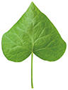 Green Ivy leaf isolated on white background