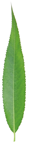 Green willow leaf isolated on white background