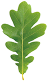 Green Oak leaf isolated on white background