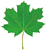 Green maple leaf isolated on white background