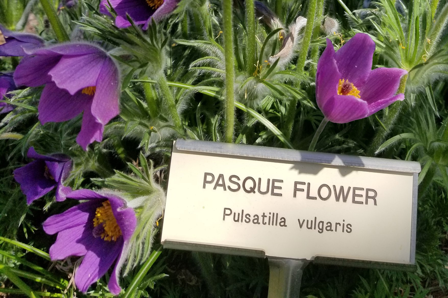 Close-up shot of labeled pasque flower bunch (Pulsatilla vulgaris). Vibrant, purple flowers in foreground with blurred buildings in the distance.