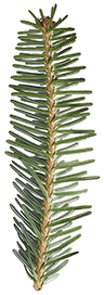 Pine tree branch isolated on white background