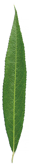 Green pointed willow leaf isolated on white background