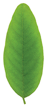 Green locust tree leaf isolated on white background