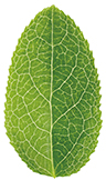 Green blueberry leaf isolated on white background