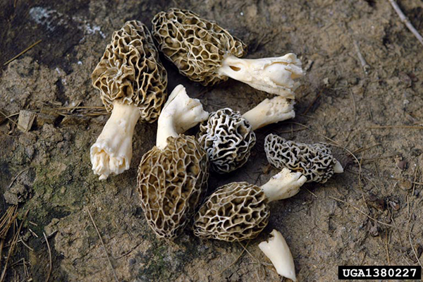Six morels on the ground.
