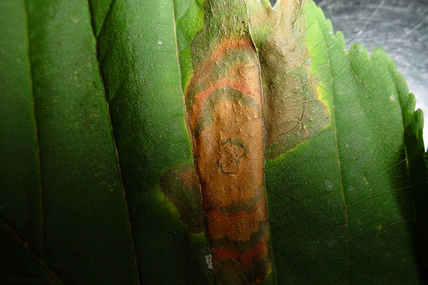 Close-up of a green leaf showing a large brown, dried patch surrounded by concentric rings of yellow and reddish discoloration, indicating leaf damage or disease. The surrounding leaf tissue remains green and veined.