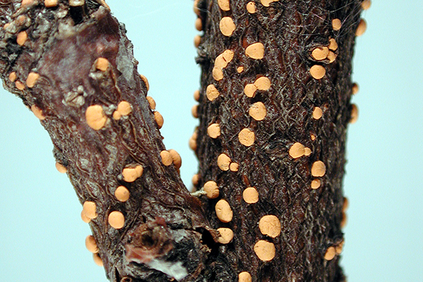 Close-up of a dark brown tree branch covered with numerous small, round, orange fungal fruiting bodies. The bark appears rough and cracked, with clusters of orange spots scattered densely along the surface.