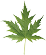 Green silver maple leaf isolated on white background