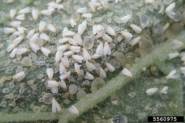 Close-up of a leaf infested with numerous tiny white greenhouse whiteflies and translucent eggs.
