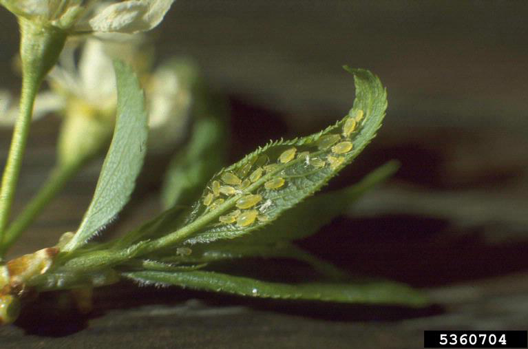 Close-up of a leaf covered with small yellow-green green peach aphids feeding on the surface.