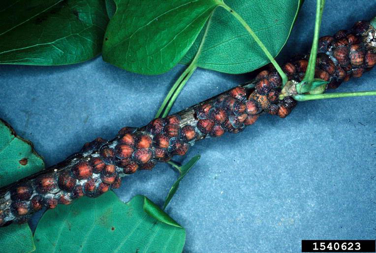 Close-up of a branch covered with numerous round, reddish-brown tuliptree scale insects attached to the bark.