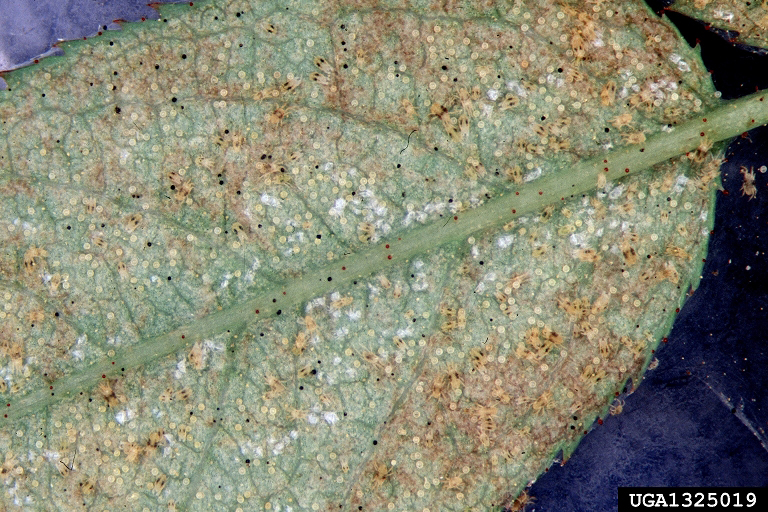Close-up of a leaf heavily infested with tiny yellow twospotted spider mites and their webbing on the underside of the leaf.