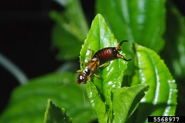 Close-up of an earwig insect on green leaves, showing its brown body, long antennae, and curved pincers at the tip of its abdomen.